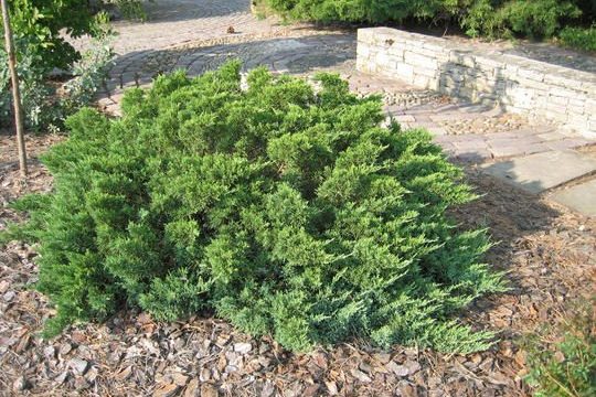 abtreibung mit pflanzen