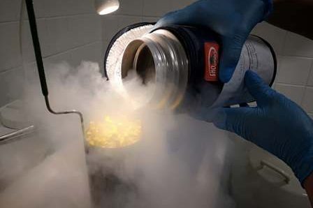 embryologe was macht