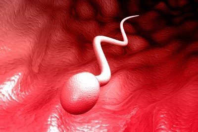 befruchtung der eizelle