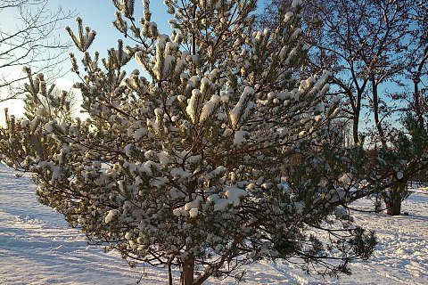 eizellen einfrieren vorteile