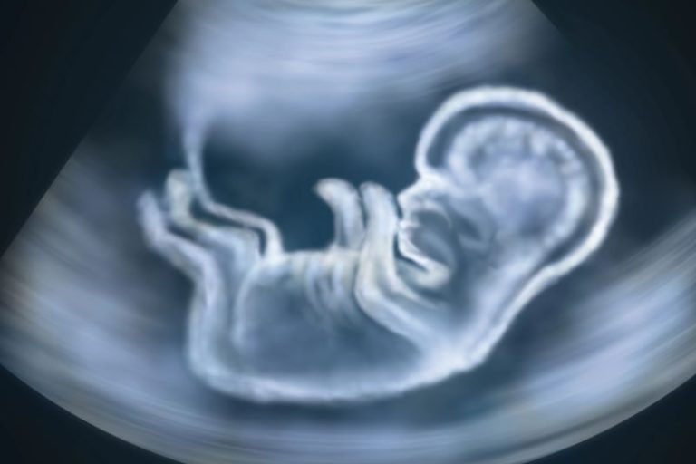 fruehschwangerschaft-embryo