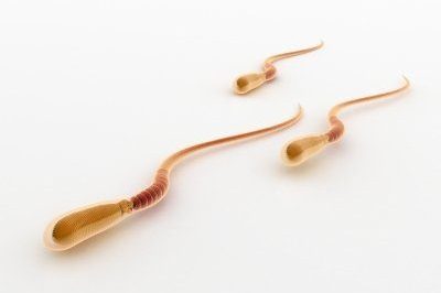 männliche fruchtbarkeit steiern