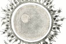 sanfte ivf, mini ivf