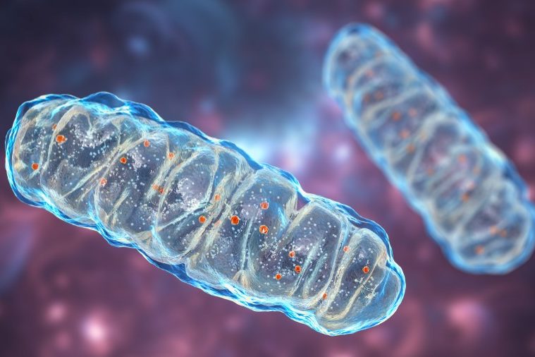 milchsäure lactobazillen